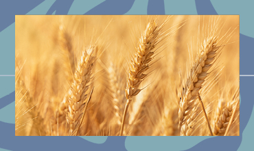 Tishrei Harvest